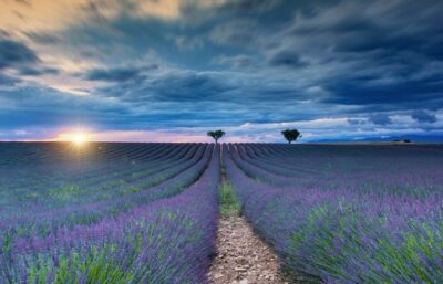Provence & Lavande | 10 au 25 juillet 2027 (16 jours)