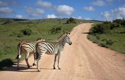 Afrique du Sud : KRUGER - Swaziland - SUN CITY  12 jours |  Hors Vacances Scolaires 2026 (Février - Septembre)